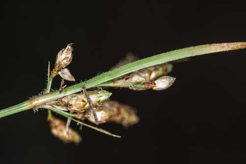 Fimbristylis annua #24